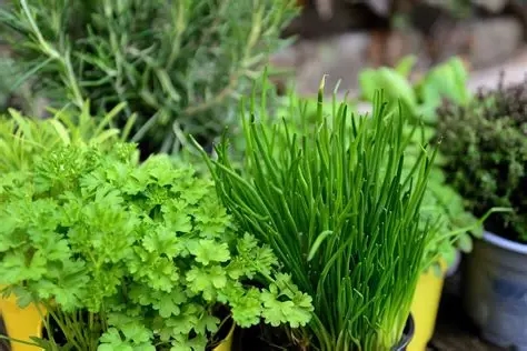 Tips for growing herbs