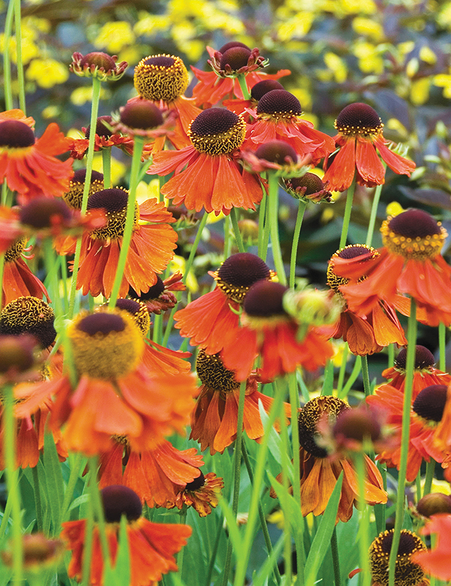Late Bloomers That Are Worth The Wait