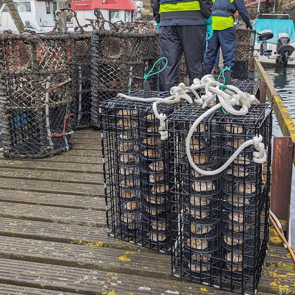Nursery bid to boost oyster numbers