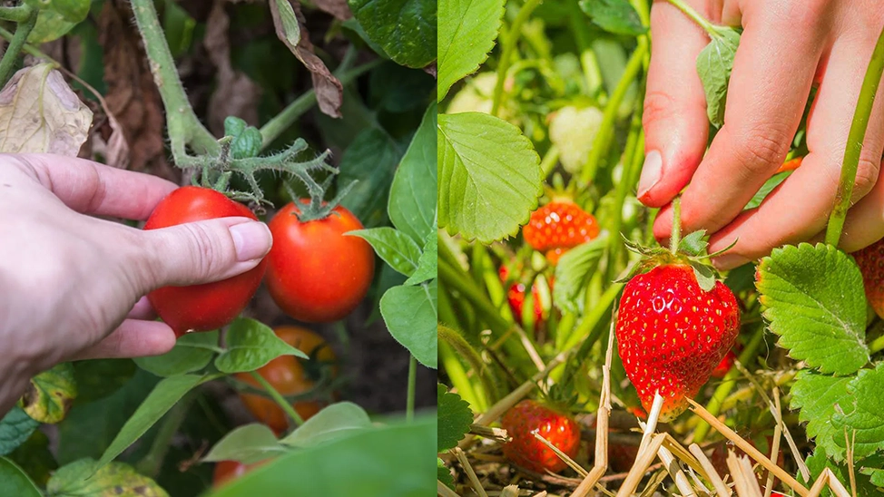 Key tasks to keep your garden thriving