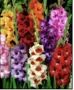 Gladioli tips…