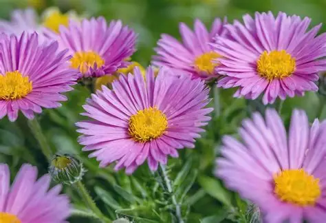 Asters are ready to dazzle through the autumn months