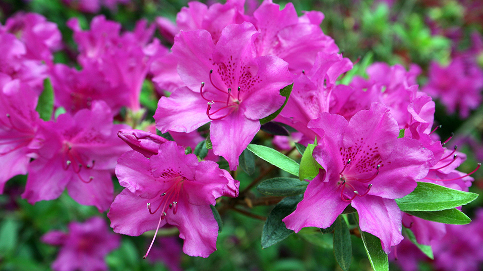 Gardening Jobs For The Week Ahead – 9th Sept