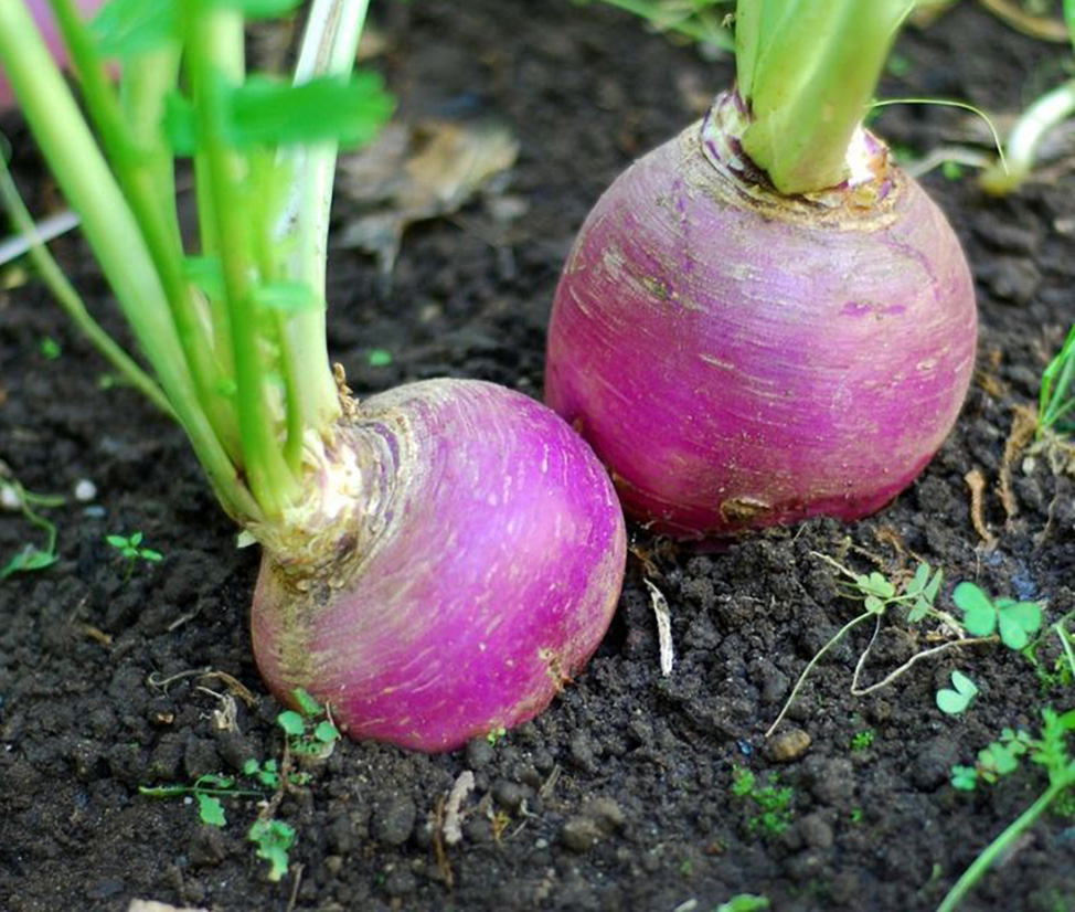 Planning ahead for autumn’s arrival