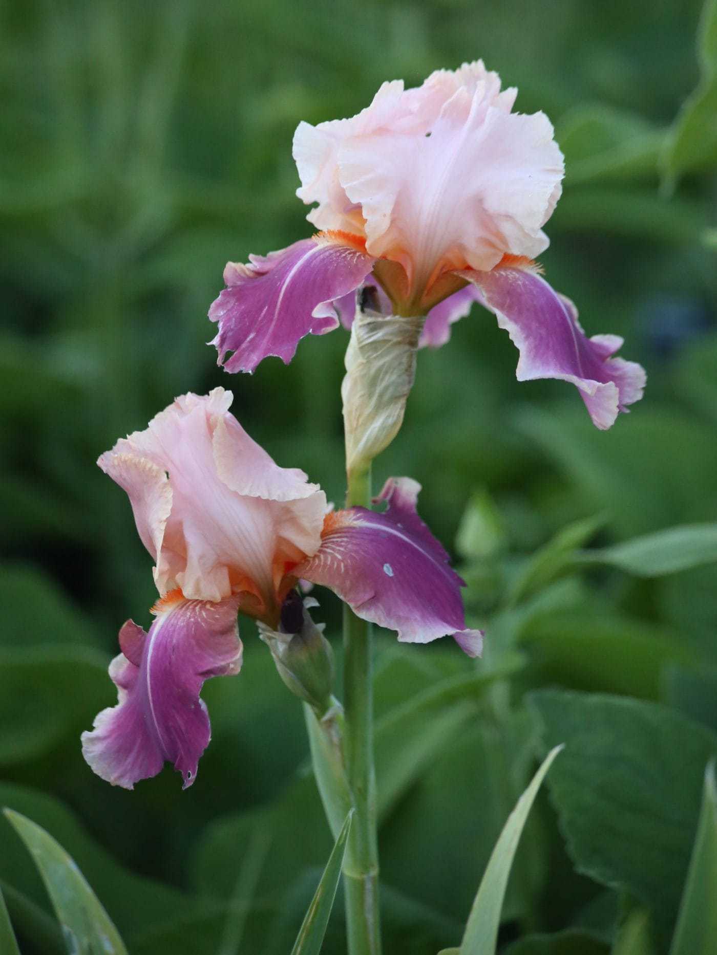 Bearded Iris