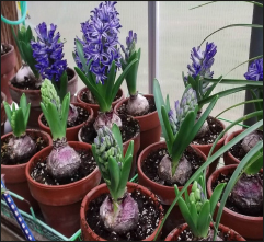 Plant of the week – Hyacinth