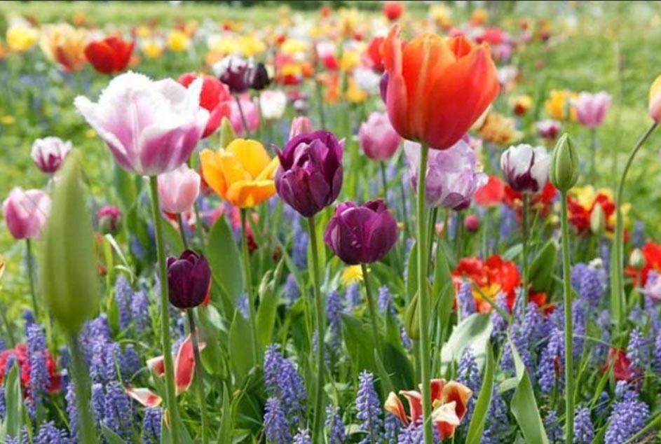 Get ready to bloom early with spring bulbs