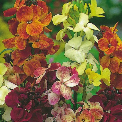 Young Wallflower Plants